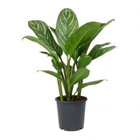 aglaonema-stripes