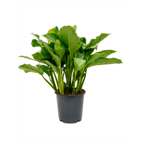 aglaonema_freedman
