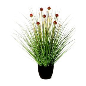 allium-grass-red