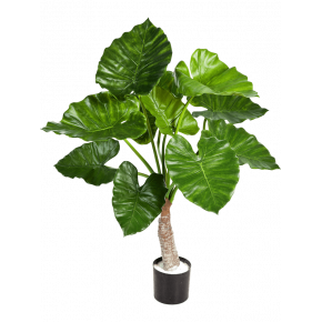 alocasia-calidora-tuft-80cm