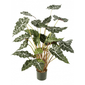 alocasia-tuft-110cm