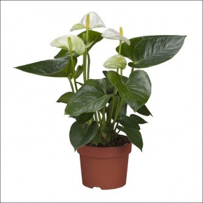 anthurium-white_1529927771