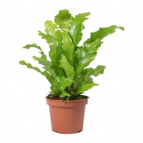 asplenium-nidus
