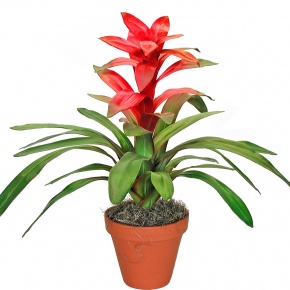 brom_guzmania