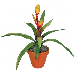 bromelia