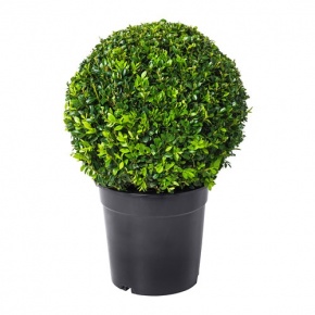 buxus-sempervirens