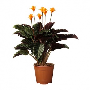 calathea-crocata