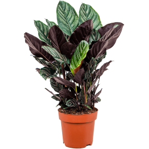 calathea_sanderiana_1782937970