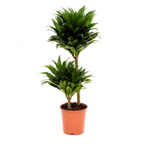 dracaena-fragrans-compacta-ket-torzses