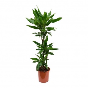 dracaena-fragrans-janet-lind