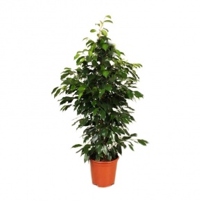 ficus-benjamin