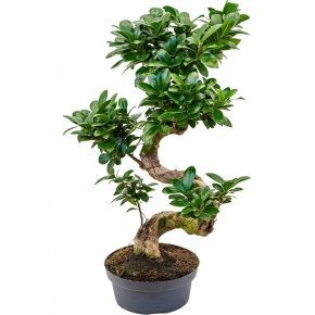 ficus-microcarpa