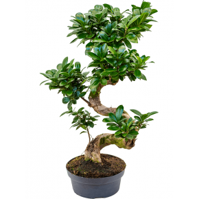 ficus-microcarpa