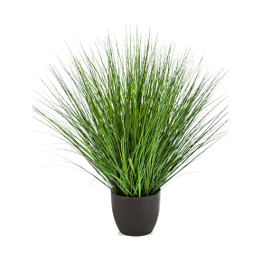 fountain-onion-grass-85cm