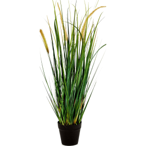 foxtail-wild-grass-60cm