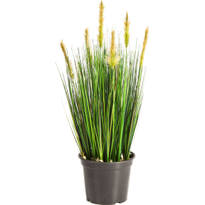 grass-foxtail-yellow-60cm