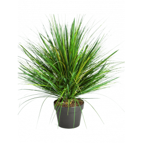 grass-onion_-tuft-50cm