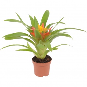 guzmania