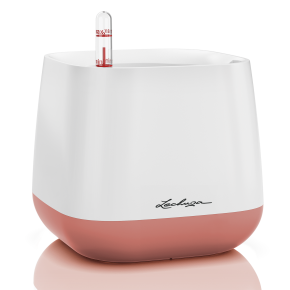 lechuza-yulakaspo-feherrozsa