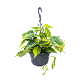 philodendron_brasil_akasztos_1565228933