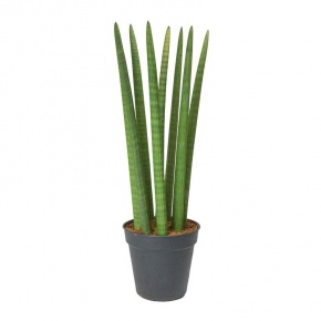 sansevieria-cylindrica-straight