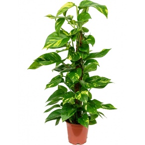 scindapsus-epipremnum-aureum-19x80