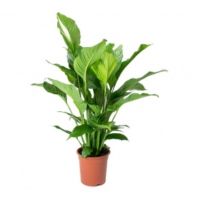 spathiphyllum