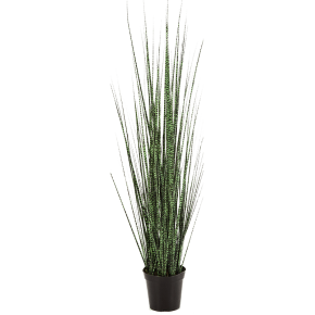 zebra-gracilis-grass-90cm