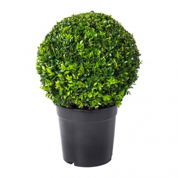 buxus-sempervirens