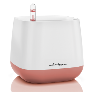 lechuza-yulakaspo-feherrozsa