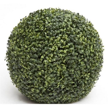mubuxus