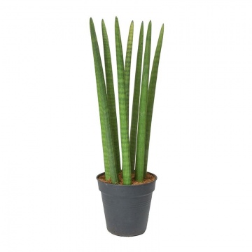 sansevieria-cylindrica-straight