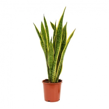 sansevieria-trifasciata-laurentii-19x65cm