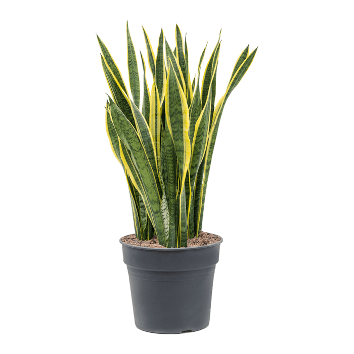 4salatu16-medium_30cs_95cm_1802183152