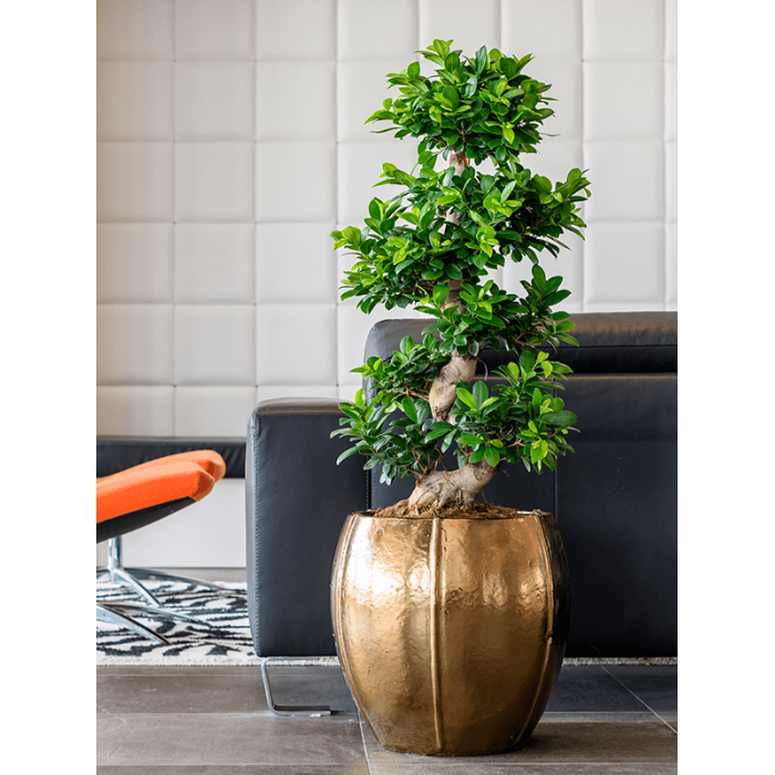 6kgopmg76_1_868271462