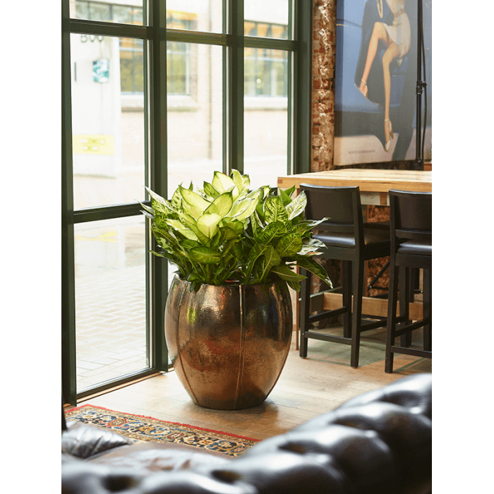 6kgopmg76_2_198724678