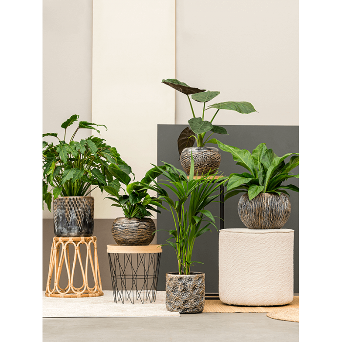 6lxlacc22_1_79191273