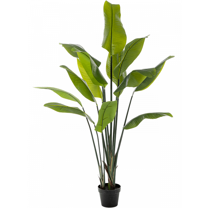 8fw01352n_1_1419878324