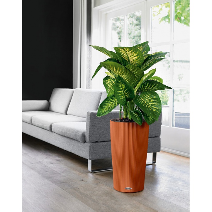 addi_cilindro_color_sd32_color_autumn_maple_dieffenbachia_large_1279303028