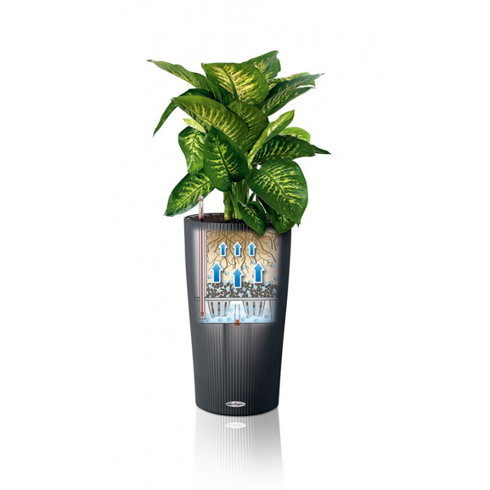 addi_cilindro_color_sd32_color_sgra_dieffenbachia_fkt_large_228560486