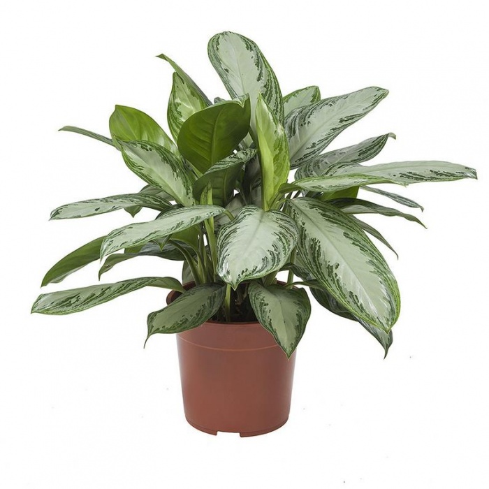 aglaonema-siver-bay_1668522038