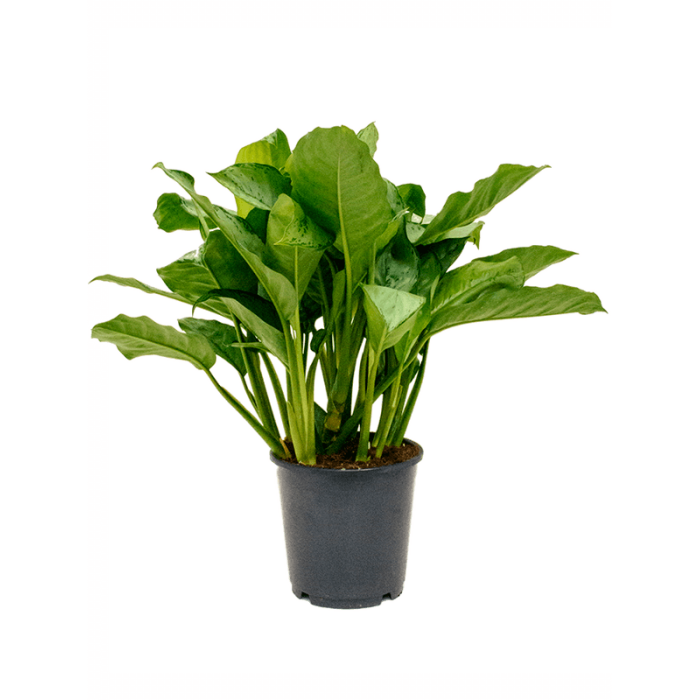 aglaonema_freedman