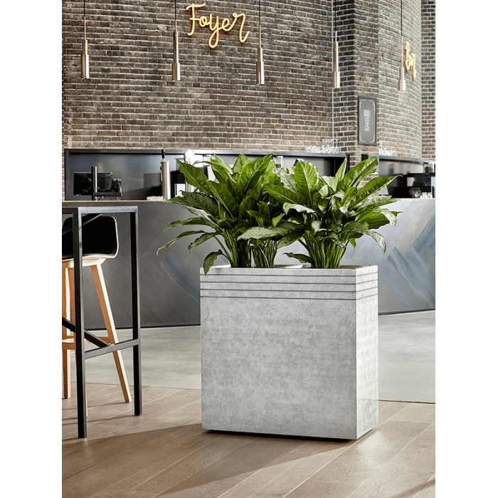 aglaonema_freedmanpot