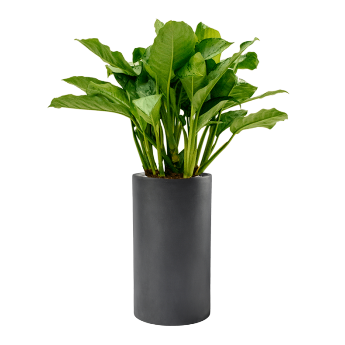 aglaonema_freedmanpot_