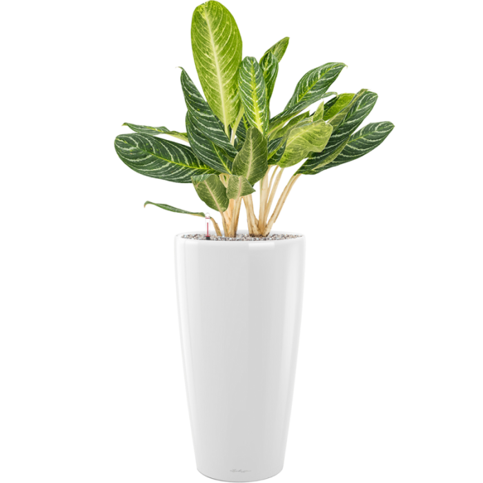 aglaonema_key_lime_rondo