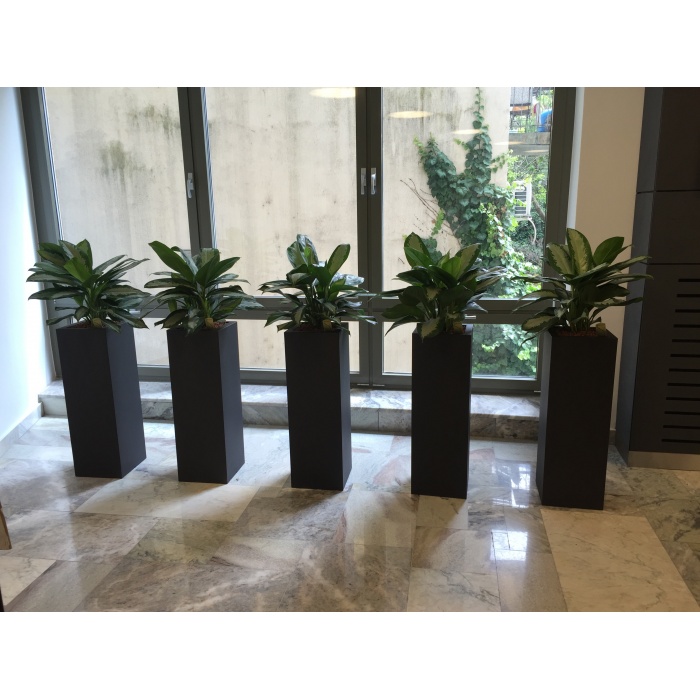 agleonema_1809837513