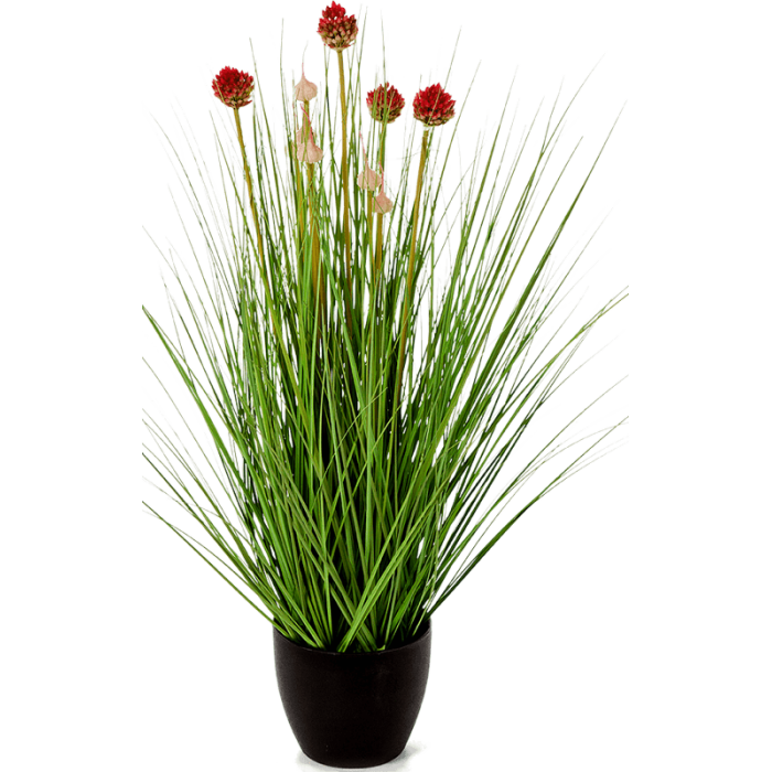 allium-grass-red--_1385508319