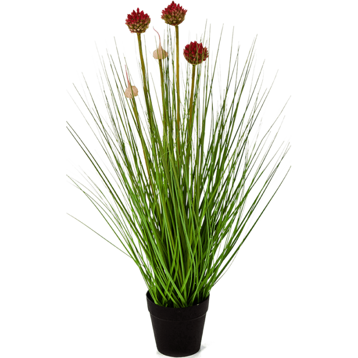 allium-grass-red-_1138445144