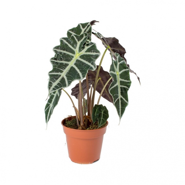 alocasia-amazonica-polly-