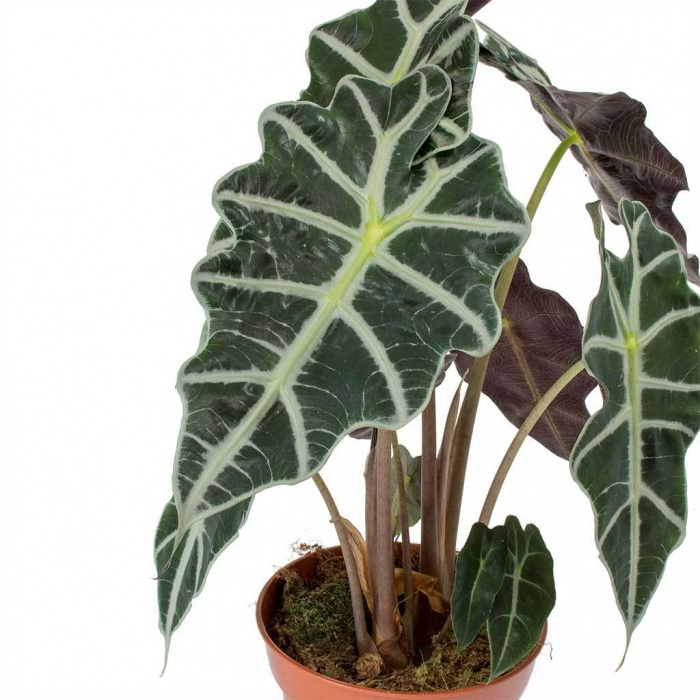 alocasia-amazonica-polly